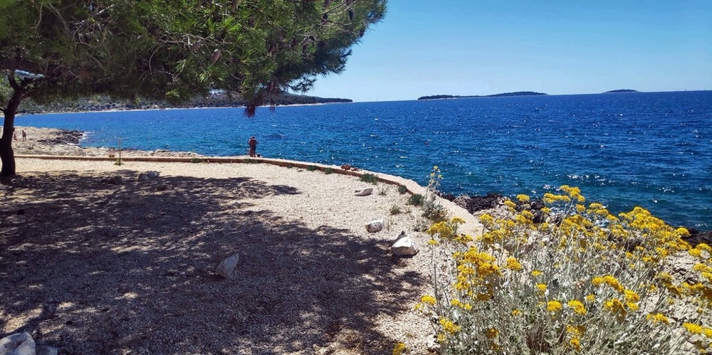 Kiesstrand unter Kiefern mit blühenden Sträuchern