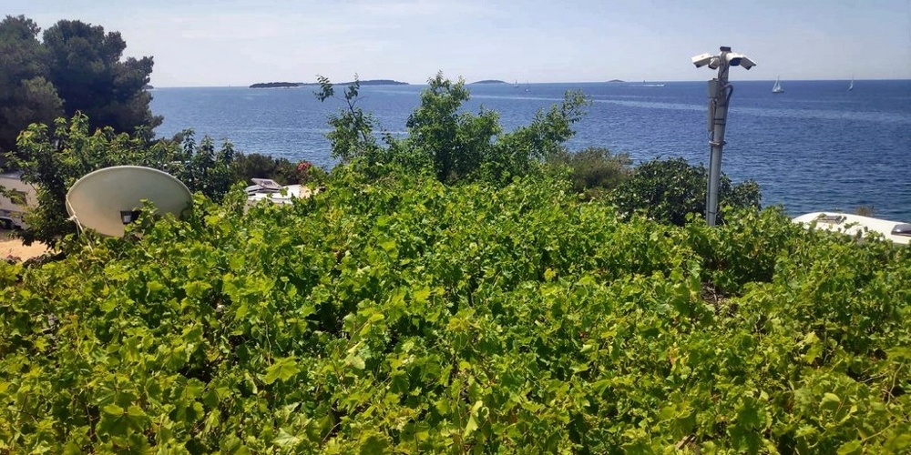 Weinlaub im Vordergrund und Blick auf die vorgelagerten Inseln