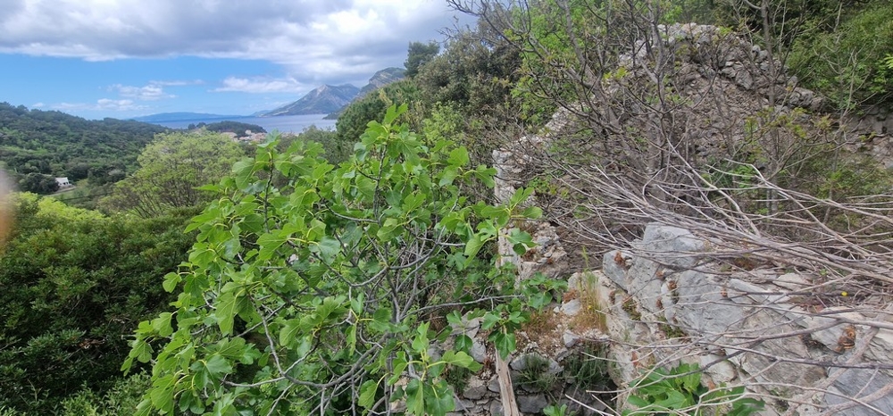 Immobilien Kroatien, Luftaufnahme eines Weinbergs mit umgebenden Wegen und Grünflächen