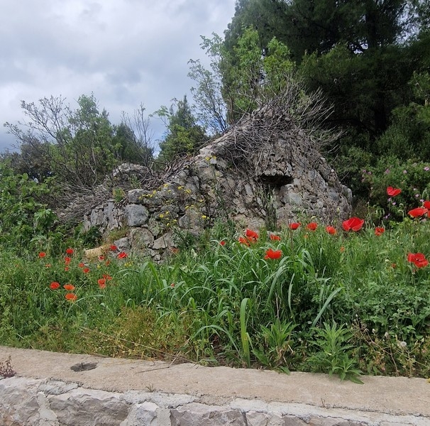 Immobilien Kroatien, Ruine mit Meerblick und einem Feld aus roten Blumen im Vordergrund