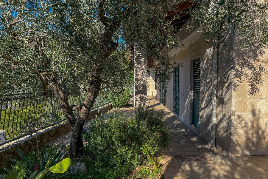 Mediterraner Garten mit Olivenbaum am Haus