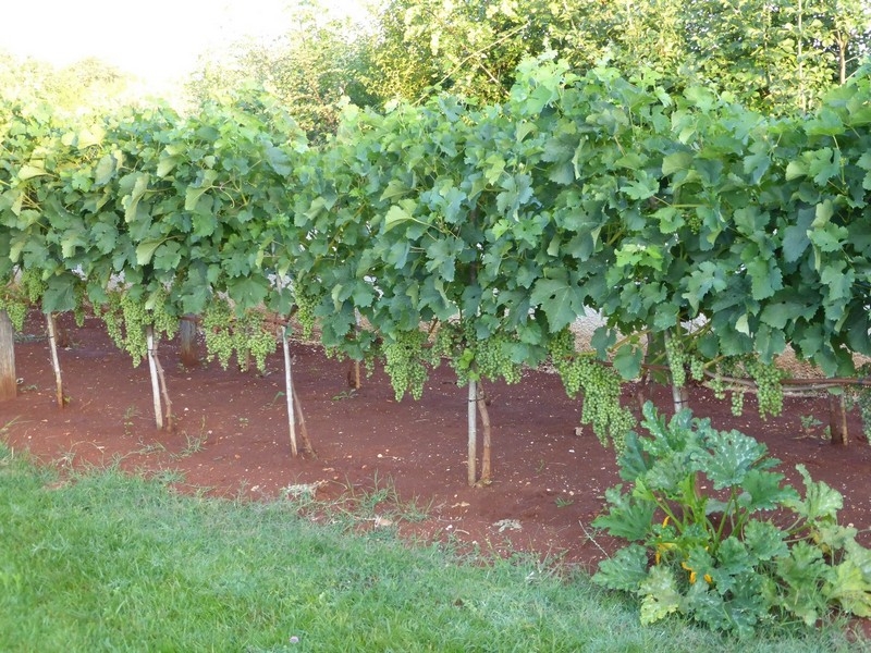 Weinreben im Garten des Grundstücks