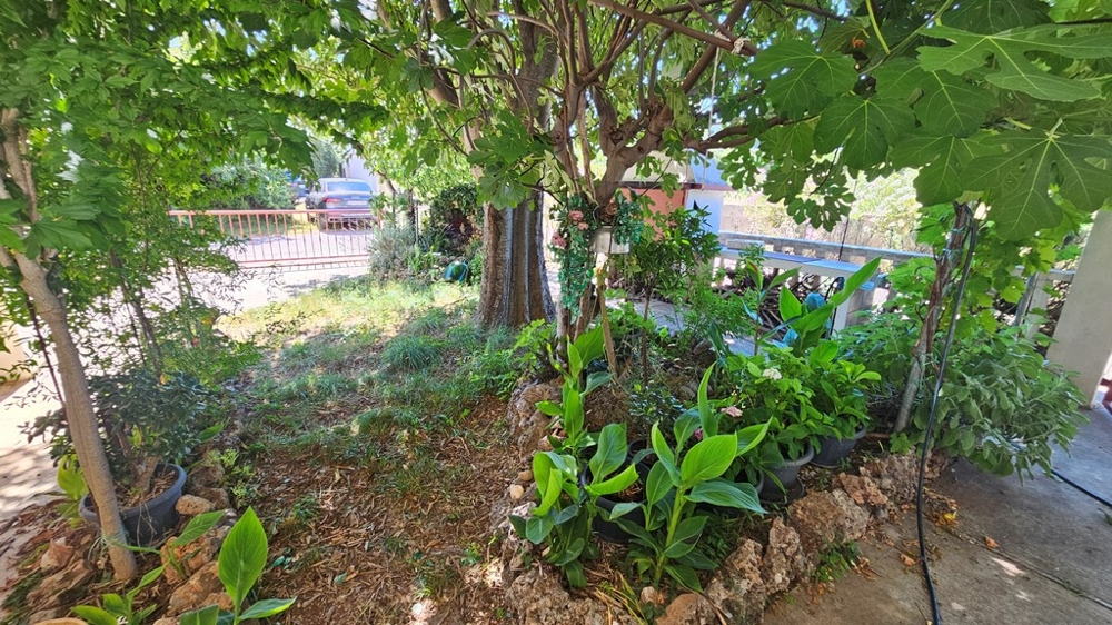 Hof mit Feigenbaum und Bepflanzung