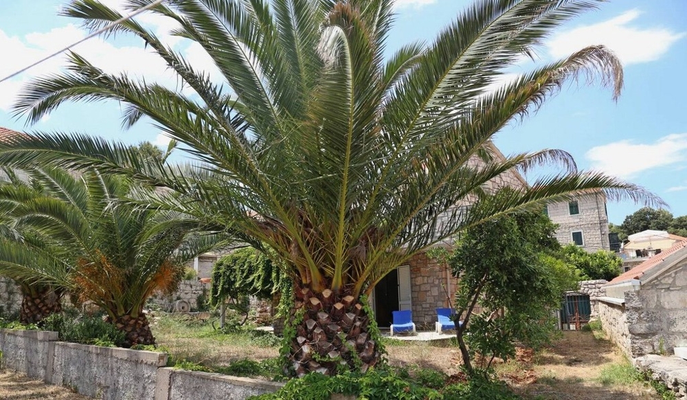 Garten mit Palmen