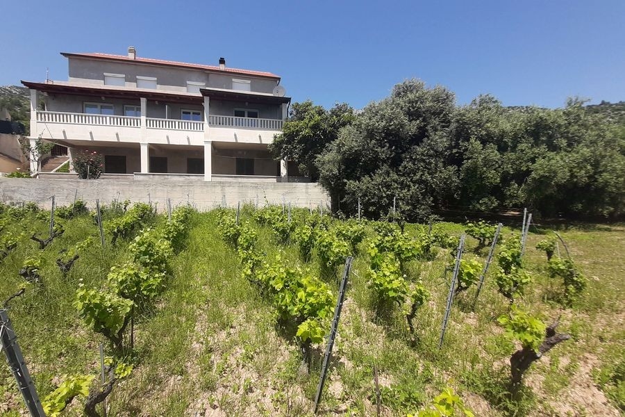 Außenansicht des Hauses mit Weinreben