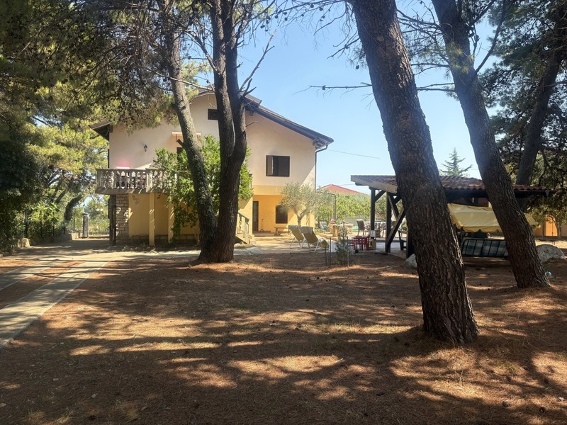 Haus zwischen hohen Pinien im großen Garten