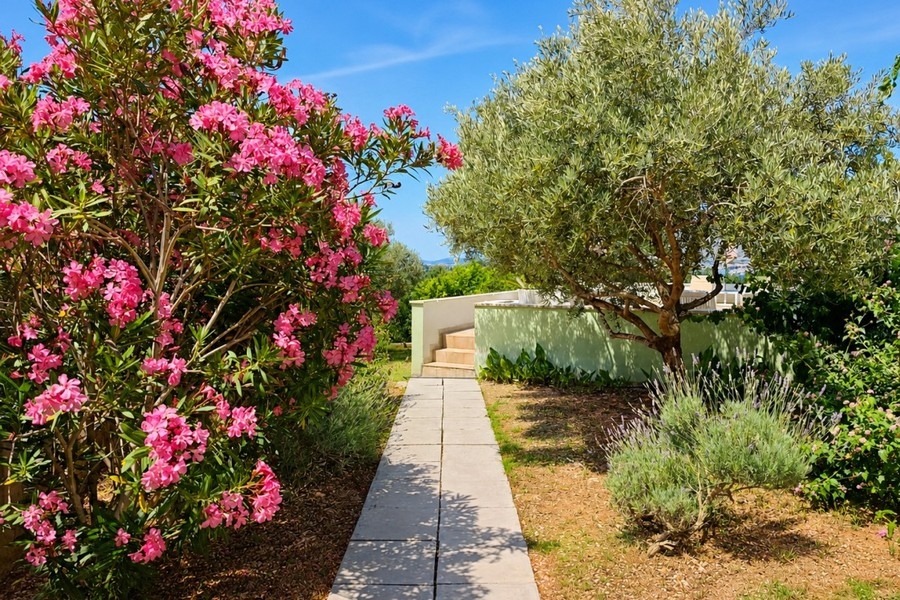 Mediterraner Garten mit Olivenbaum in Kroatien